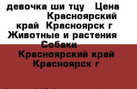 девочка ши тцу › Цена ­ 20 000 - Красноярский край, Красноярск г. Животные и растения » Собаки   . Красноярский край,Красноярск г.